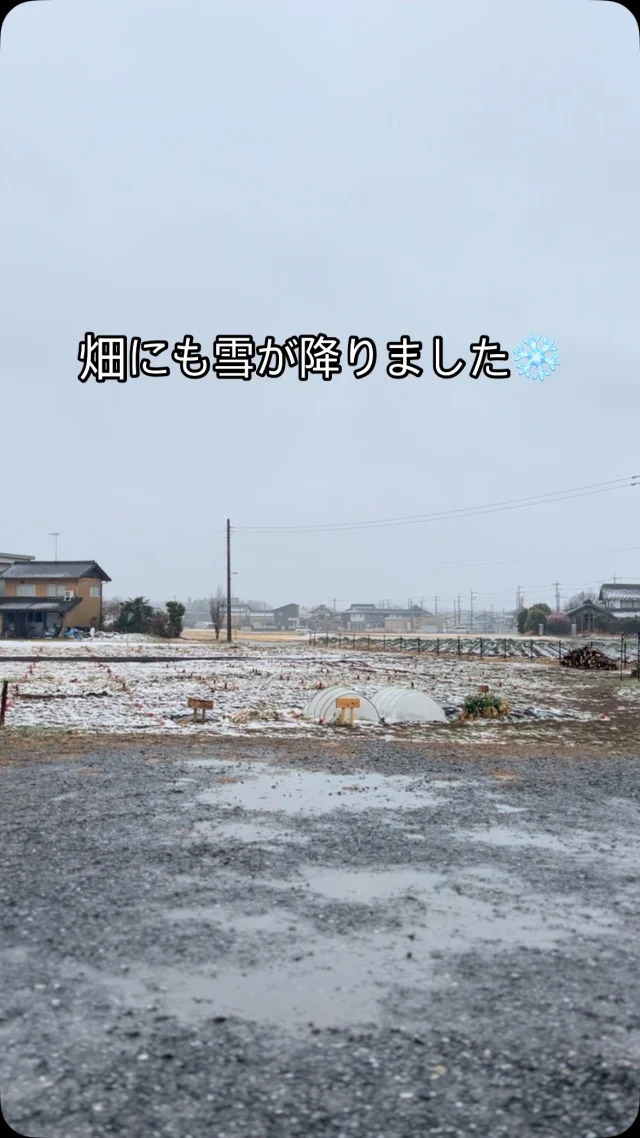 つくば自然文化村市民農園ハルファームです
雪が降りましたねー
もっと積もるかと思っていましたが、ハルファームの周辺では道路に積もることはありませんでした

#ハルファーム #つくば #市民農園 #有機農法 #野菜 #手ぶらで野菜作り #田舎暮らしを楽しむ #無農薬野菜 #野菜作り