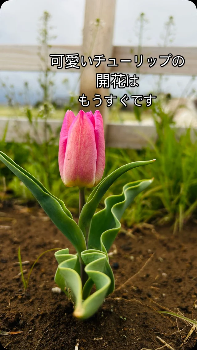つくば自然文化村ハルファームです。
チューリップがもう直ぐ咲きそうです🌷

野菜作りを始めるには最適な春到来☘️
是非この最適なタイミングから始めてみませんか？？？

#ハルファーム #つくば #市民農園 #有機農法 #野菜 #田舎暮らしを楽しむ #無農薬野菜 #野菜作り #民泊 #古民家 #ていねいな暮らしがしたい