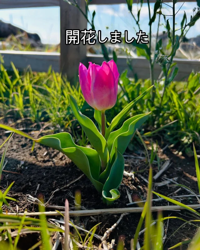 チューリップ咲きましたー
可愛い🩷

次に咲くのは何色のチューリップかな？

野菜作りを始めるのに最適な季節になりました！
是非この時期に無農薬有機農法で野菜作りを始めませんか？

会員募集中
見学随時

#ハルファーム #無農薬 #野菜作り #家庭菜園 #手ぶらで野菜作り #つくば市 #市民農園で野菜作り #有機野菜